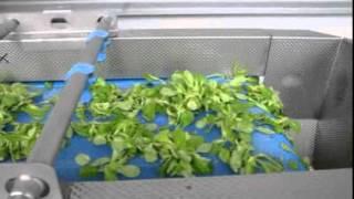 Vortex: Salad processing line