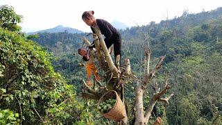 Single mother: growing cassava - harvesting natural fruits to sell - building a new life