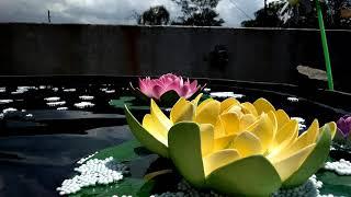 Beautiful lotus flower floating.