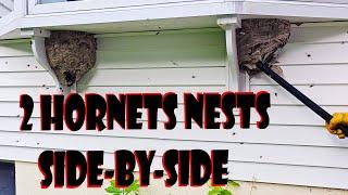 2 Hornets Nests Side By Side! Venom In The Eyes! Wasp Nest Removal!