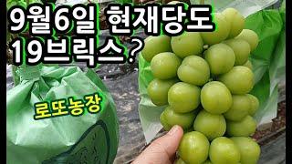 9월6일 현재 샤인머스켓 당도는?  (평균17브릭스)