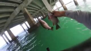 Florida Fishing: The Many Fish Species of Key Biscayne (Miami Beach)