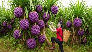 Harvesting Giant Smooth Cayenne Pineapples Goes to the market sell | Luyến Harvesting