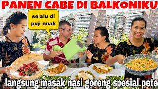 PANEN CABE DI BALKONIKU LANGSUNG MASAK NASI GORENG SPESIAL PETE !! SELALU DI PUJI ENAK