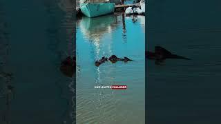 Faszination Seeotter: Naturwunder der USA Westküste - Must See bei USA Urlaub