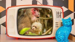 Hey! Daddy's cute baby monkey channel isn't so cute after all (part 1 of a series)