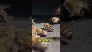 Bees brain #animals #honeybee #wildlife #nature #ytshorts #shorts  #earth #cute #sillyanimals