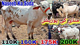 Naseeb Kay Soday ll Malir Maveshi Mandi ll 110K, 160K, 175K, 200K