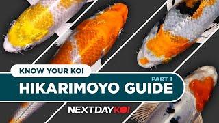 Hikarimoyo: Hariwake, Kikusui, Yamato Nishiki, Heisei Nishiki | Know Your Koi Ep 7.1 | Next Day Koi