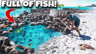 We FOUND A Tide Pool FULL Of EXOTIC FISH!!