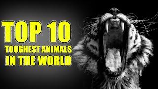 Top 10 Toughest Animals In The World