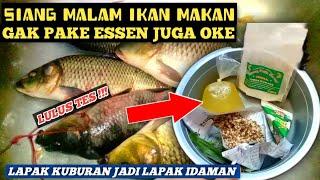 UMPAN JAHAT ‼️UMPAN IKAN MAS TANPA ESSEN, TANPA DEHO, SIANG MALAM IKAN MAKAN