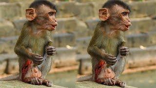 Poor abandon baby monkey sit cry sound loudly pain, Baby got big injury