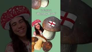 ABCs of Mushrooms - B - Boletus Edulis