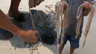 How to Catch & Cook Beach Worms - Peanut Worm Eating Delicious