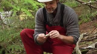 Pine Mushroom Forage in Southern British Columbia