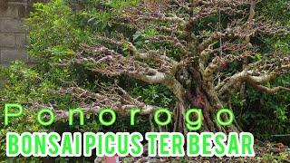 Inspirasi Bonsai picus ponorogo//bahan bonsai super