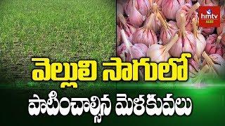 Garlic Cultivation Guide for Beginners | hmtv Agri