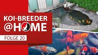 Koi-Breeder@home: Roli