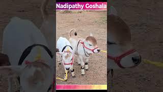 Nadipathy Goshala cows #vlog #insta #joy #animals #you #artgallery #loveanimals #Kids #happy #insta