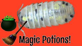 Armadillidium vulgare ‘Magic Potion’ Isopods