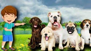 Best Animals Funny Moments  | Comedy videos Dogs  | Animal verse