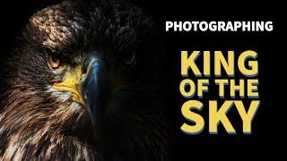 AMAZING eagle gathering - WILDLIFE PHOTOGRAPHY - Finding Bald Eagles nest | BC Canada | Nikon Z9
