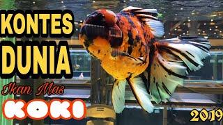 Kontes ikan mas koki dunia #ikanhias #aquascape #review