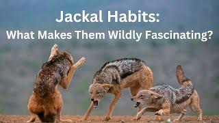 Jackal Habits: What Makes Them Wildly Fascinating?