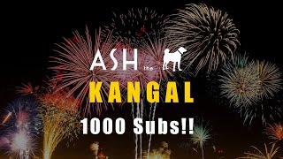 Ash The Kangal 1000 Subscribers Spectacular! | Turkish Kangal Dogs