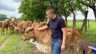 Rancho el naranjo creadores de ganado Gyr lechero en Veracruz México #ganaderia #rancho #mexico