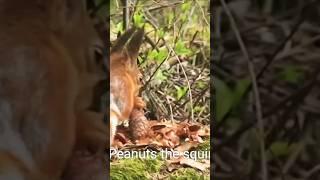 peanuts the squirrel euthanized #viralshorts #unitedstates #allcountryfacts #peanut #squirrel#nature