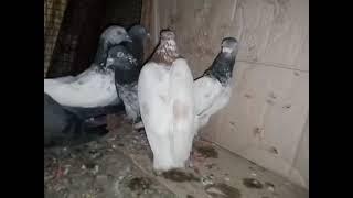 Beauttiful   pigeon cheema Pets Setup