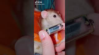 Rat: One Rat Harmonica Band #Shorts (See Description)