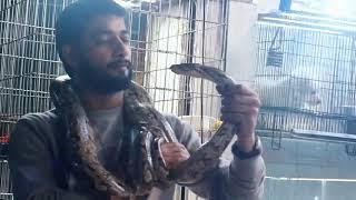 Python snake ||  Tollinton market Lahore || snake market || MMB pet lover || snake video