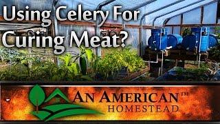 Using Celery For Curing Meat?