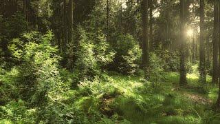 Enchanting Forest Symphony | 4K Relaxation