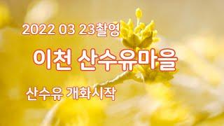 이천 산수유 마을 산수유 개화시기 경기도 이천시 현방리 영원사 촬영 2022년 3월 23일