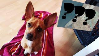 Dog Reaction to Magic Blanket