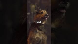 The Bark That Solved a Murder #DogHero #TrueCrime #ChroniclesOfCuriosity #Mystery #Shorts #fyp