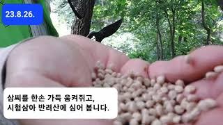 어쩌다 반려산 일기 (까치, 더덕, 삼씨파종)