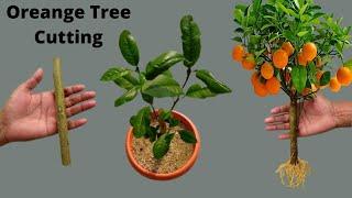 How to propagate orange tree from cuttingGrowing orange tree from cutting