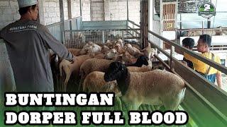 TIMBANG BETINA CROSS TEXEL BUNTINGAN DORPER FULL BLOOD