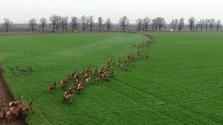 Délutáni szarvas vonulás sátorhelynél. Deers crossing a road in Hungary