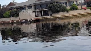 Dolphins in the City #mandurah magic Canal's comes Up #trumps with #dolphins and #wildlifeanimals