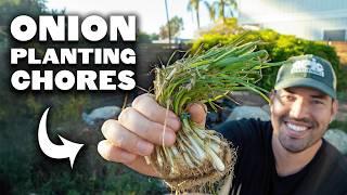 Planting Hundreds of Onions! 