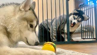 【ハロウィン】ハスキー犬に扮して愛犬に近づいたら飼い主だと気付くのか？！→思いもよらない展開にwww