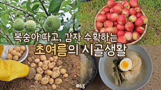 sub)Harvest in early summer, fruits&vegies, planting seedlings, dongchimi noodles, potato pancake