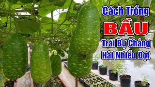 Cách trồng bầu trái bự chảng, hái nhiều đợt