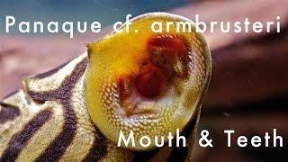 Panaque cf. armbrusteri - mouth & teeth